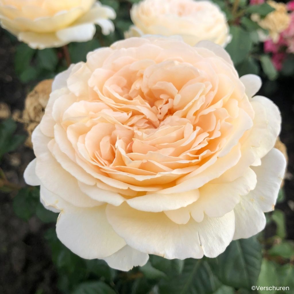 Rosier à grandes fleurs Marzipan