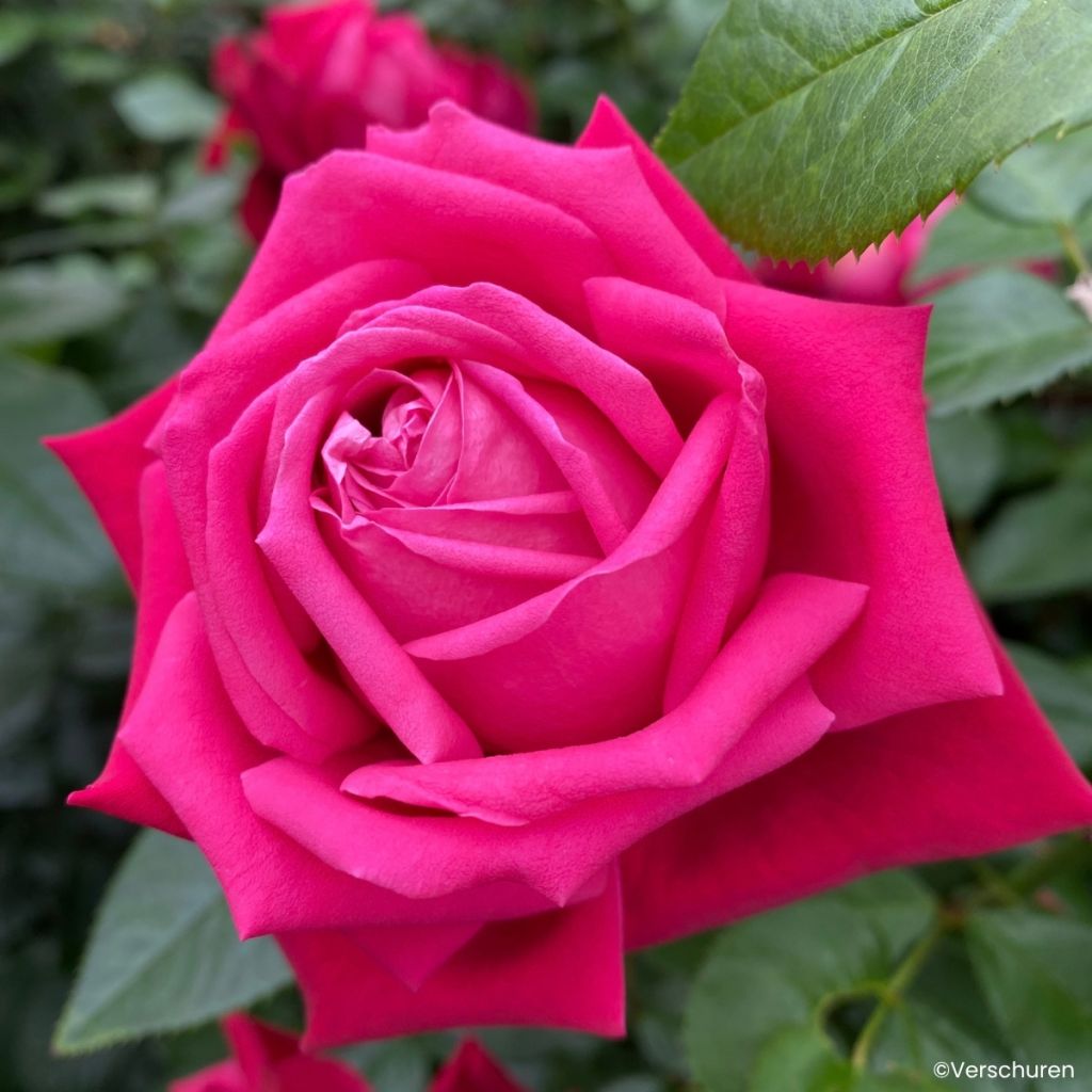 Rosier à grandes fleurs Ruby Kiss