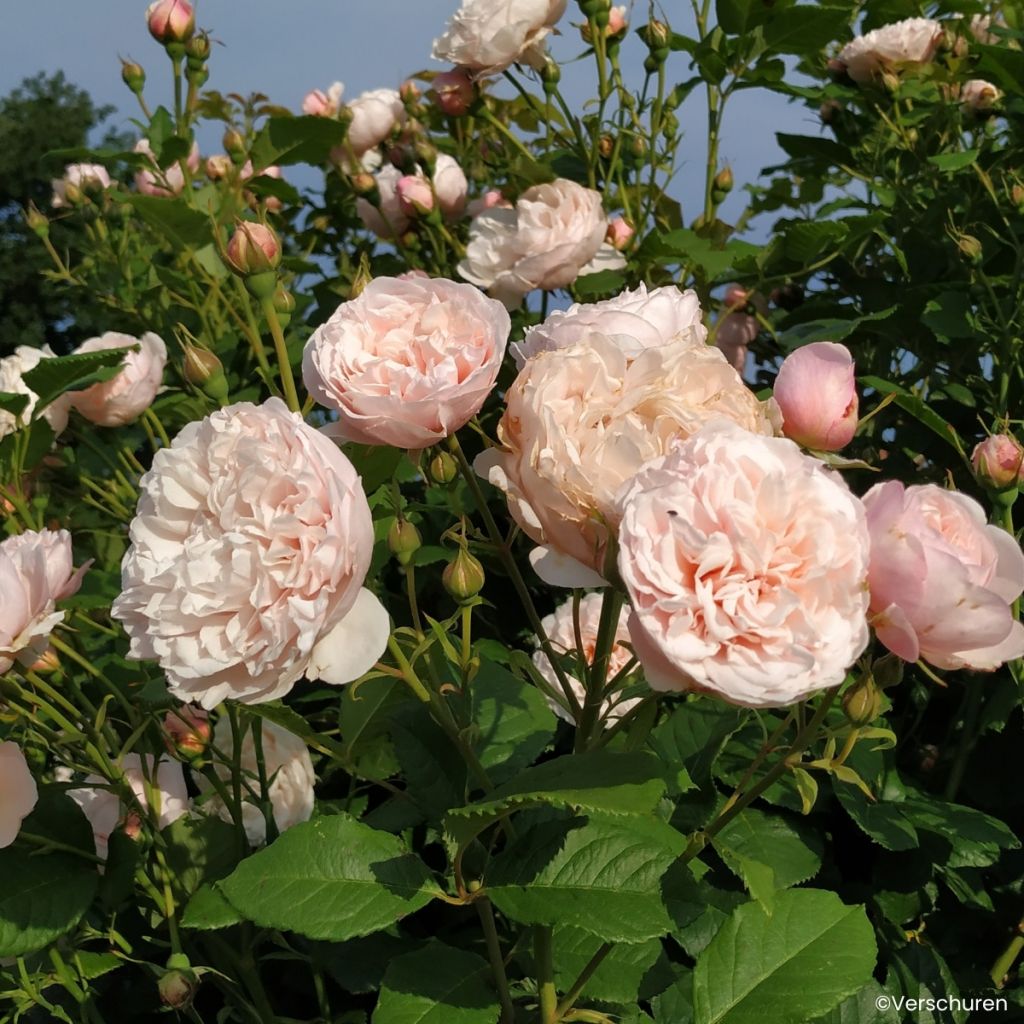 Rosier grimpant Divina