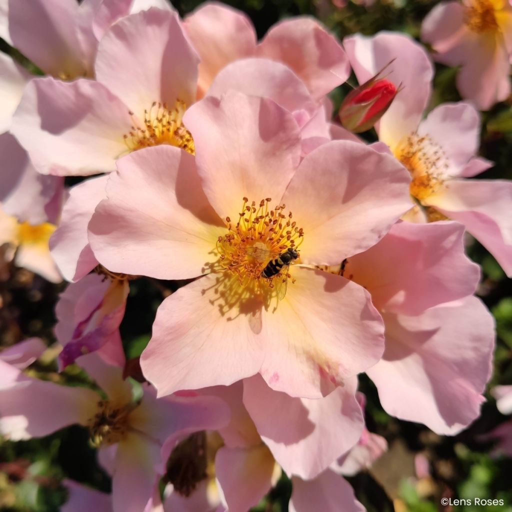 Rosier grimpant Lens Flair