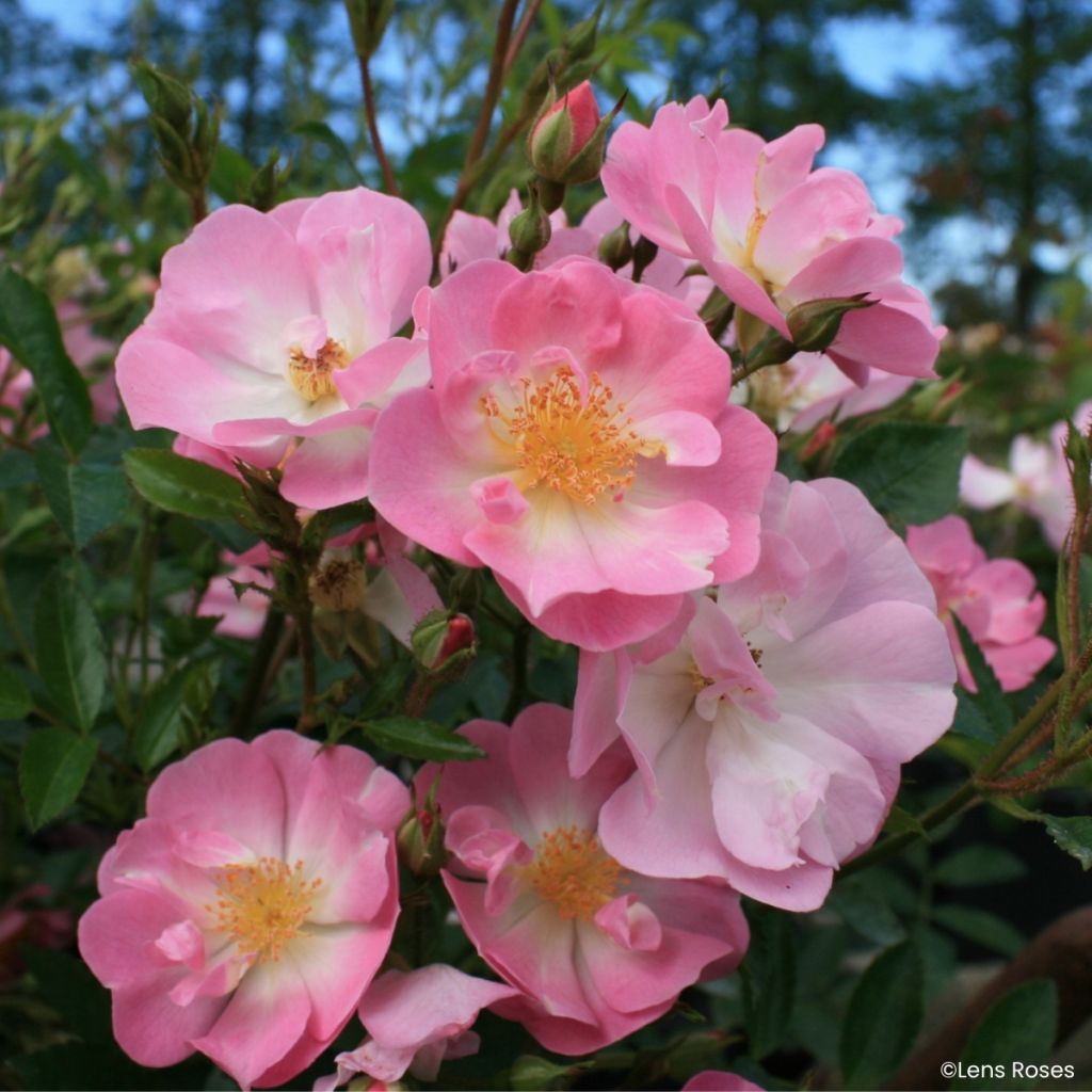 Rosier miniature Ma Fille Sara