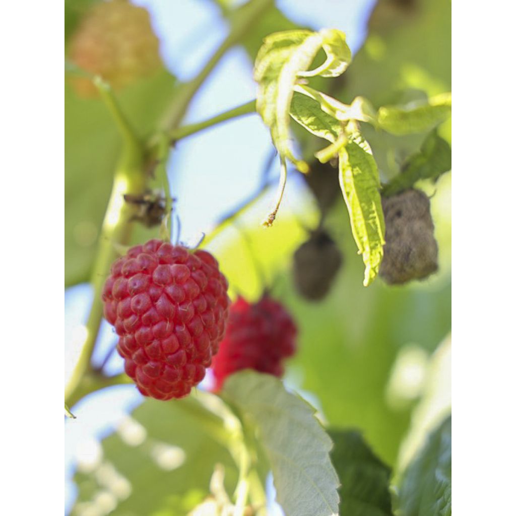 Framboeseiro Twotimer Allyouneed remontante - Rubus idaeus