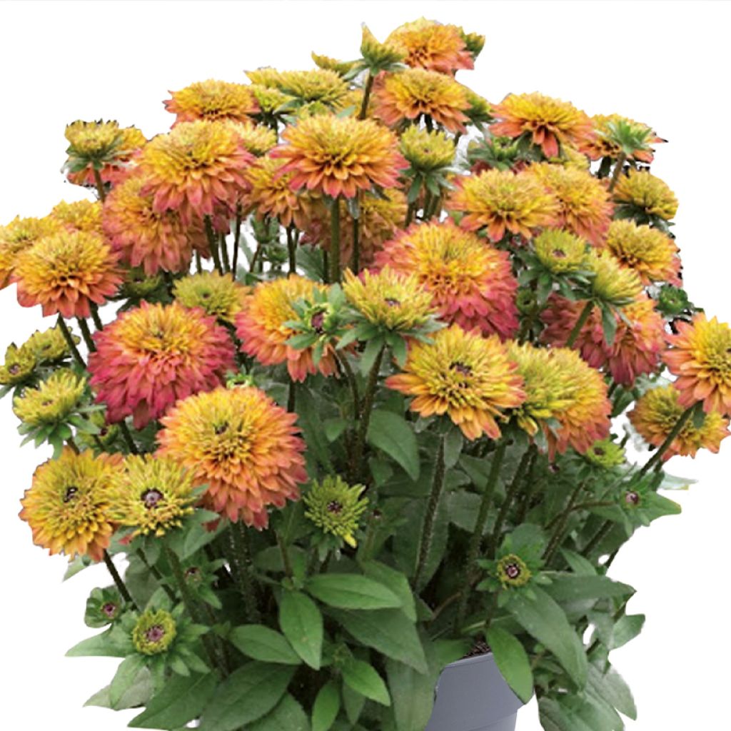 Rudbeckia Rudy Double Rose Yellow