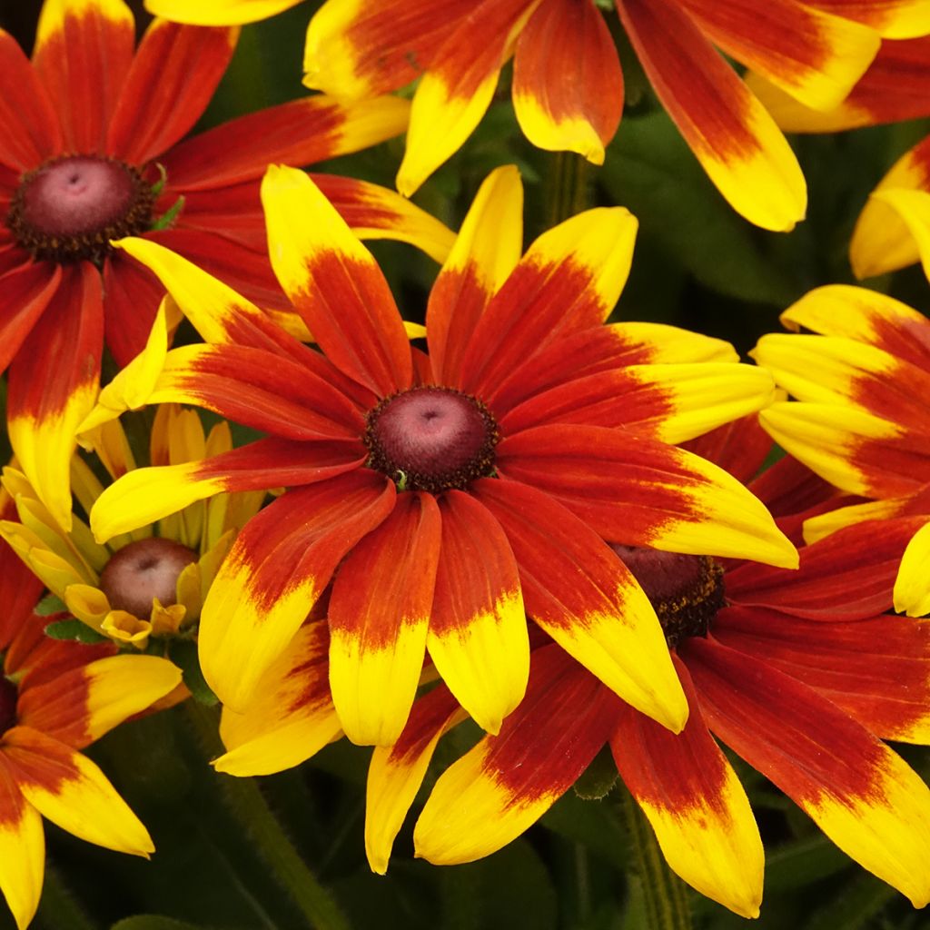 Rudbeckia annuel Sunbeckia Mia