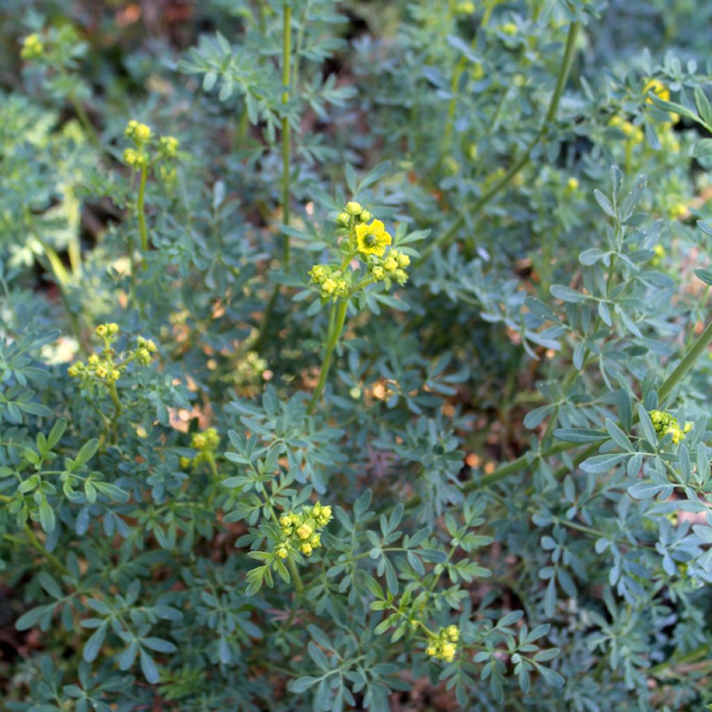 Rue officinale - Ruta graveolens