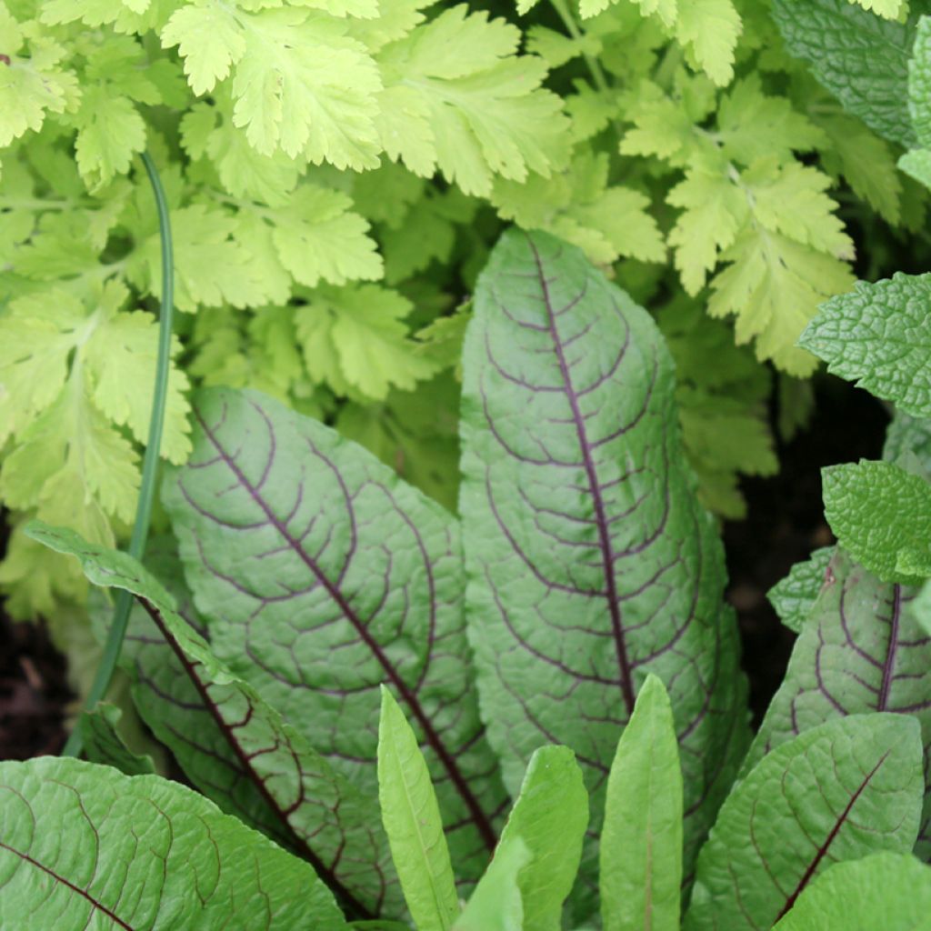 Oseille sanguine Bio (Oseille pourpre) - Ferme de Sainte Marthe