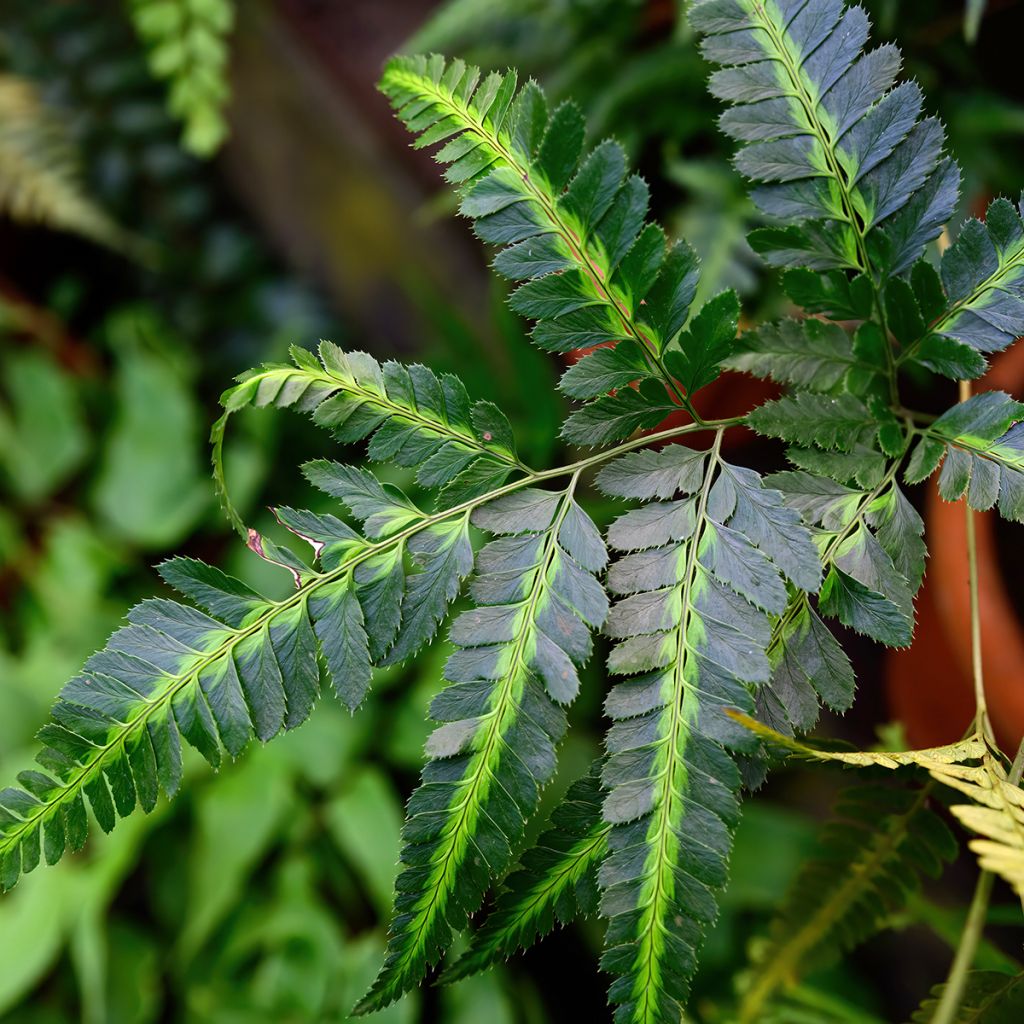 Rumohra adiantiformis Variegata - Fougère des fleuristes panachée