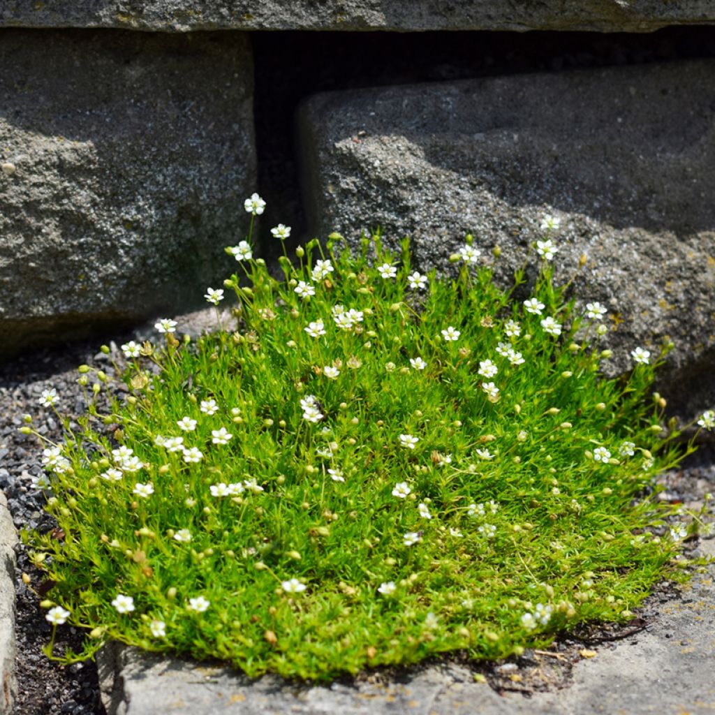 Sagina subulata - Sagine subulée
