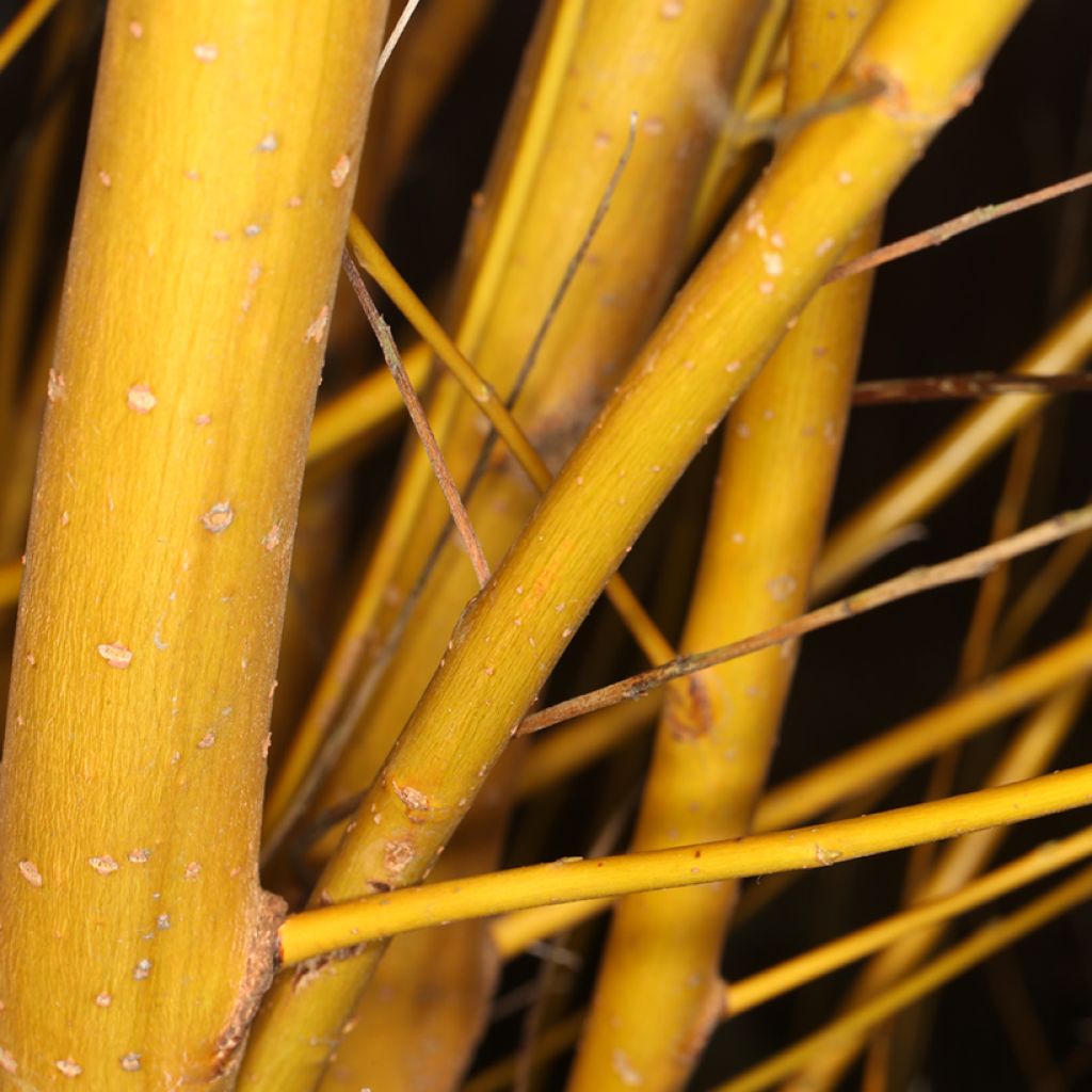 Salix alba Golden Ness - Saule blanc à bois doré