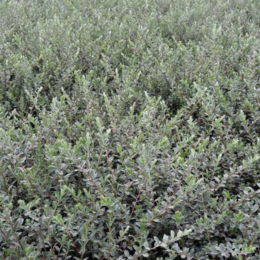 Salix repens Nitida - Saule rampant