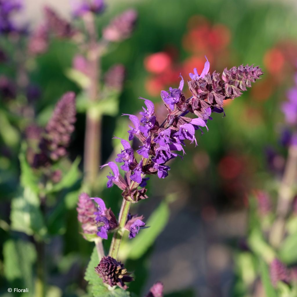 Salvia nemorosa Bazuin Dark Night - Sauge des bois
