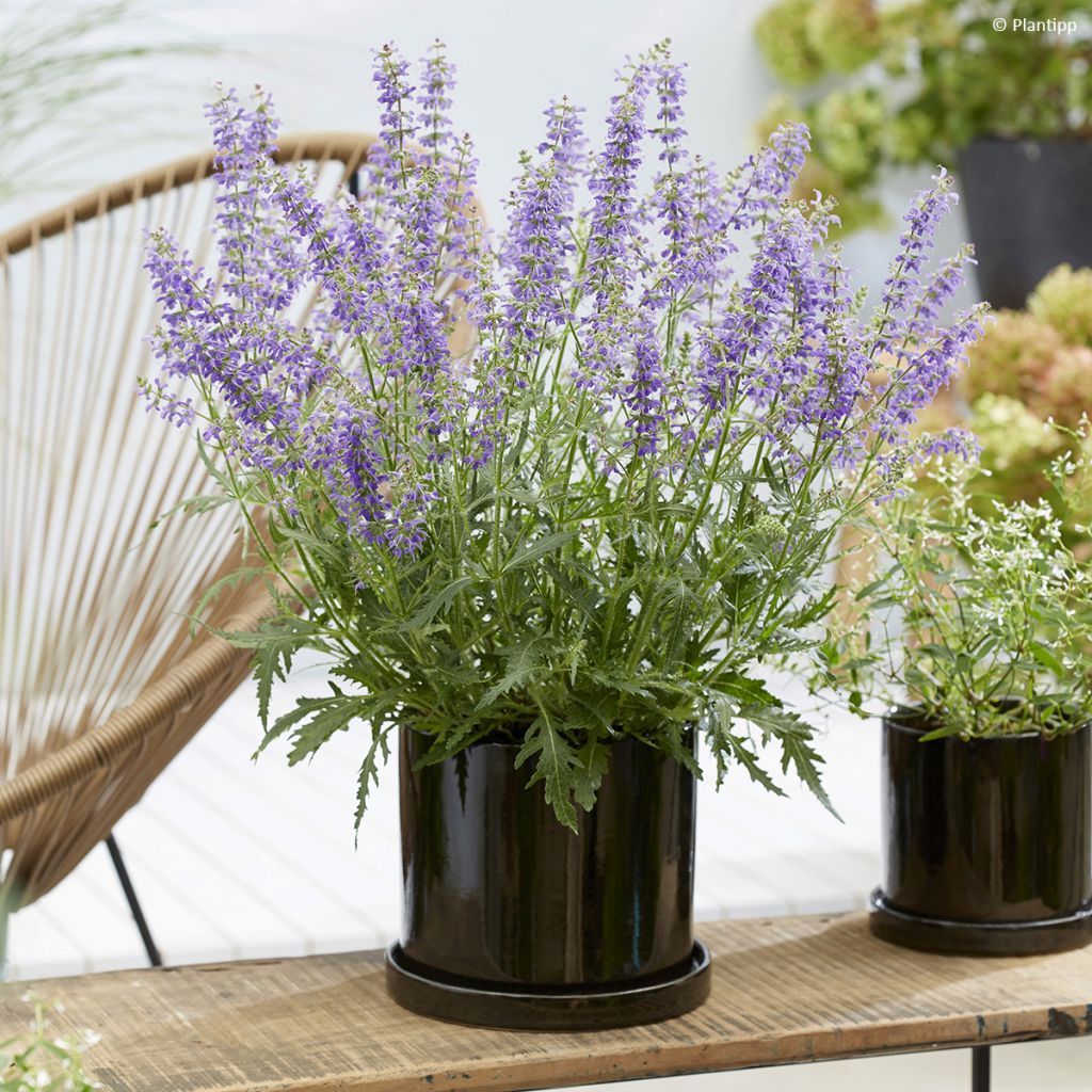 Sálvia Bocofpea Feathers Peacock