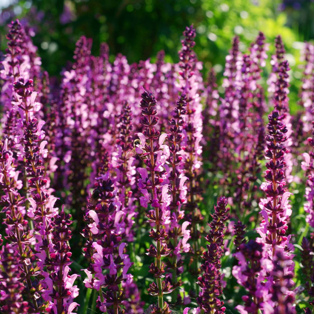 Salvia nemorosa Lyrical Rose - Sauge des bois
