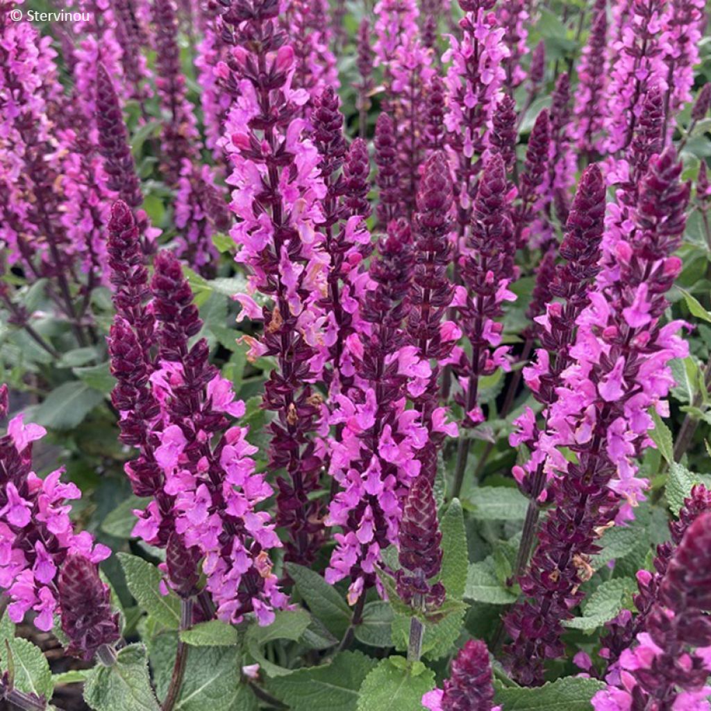 Salvia nemorosa Midnight Rose - Sauge des bois