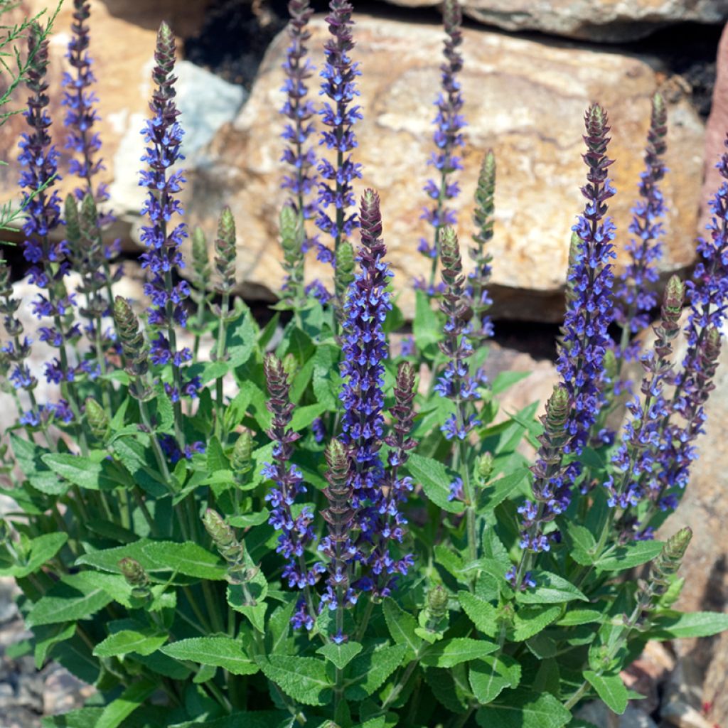 Salvia nemorosa Ostfriesland - Sauge des bois
