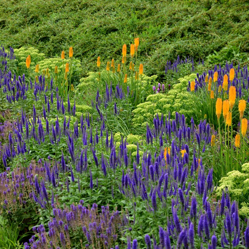 Sálvia nemorosa Ostfriesland