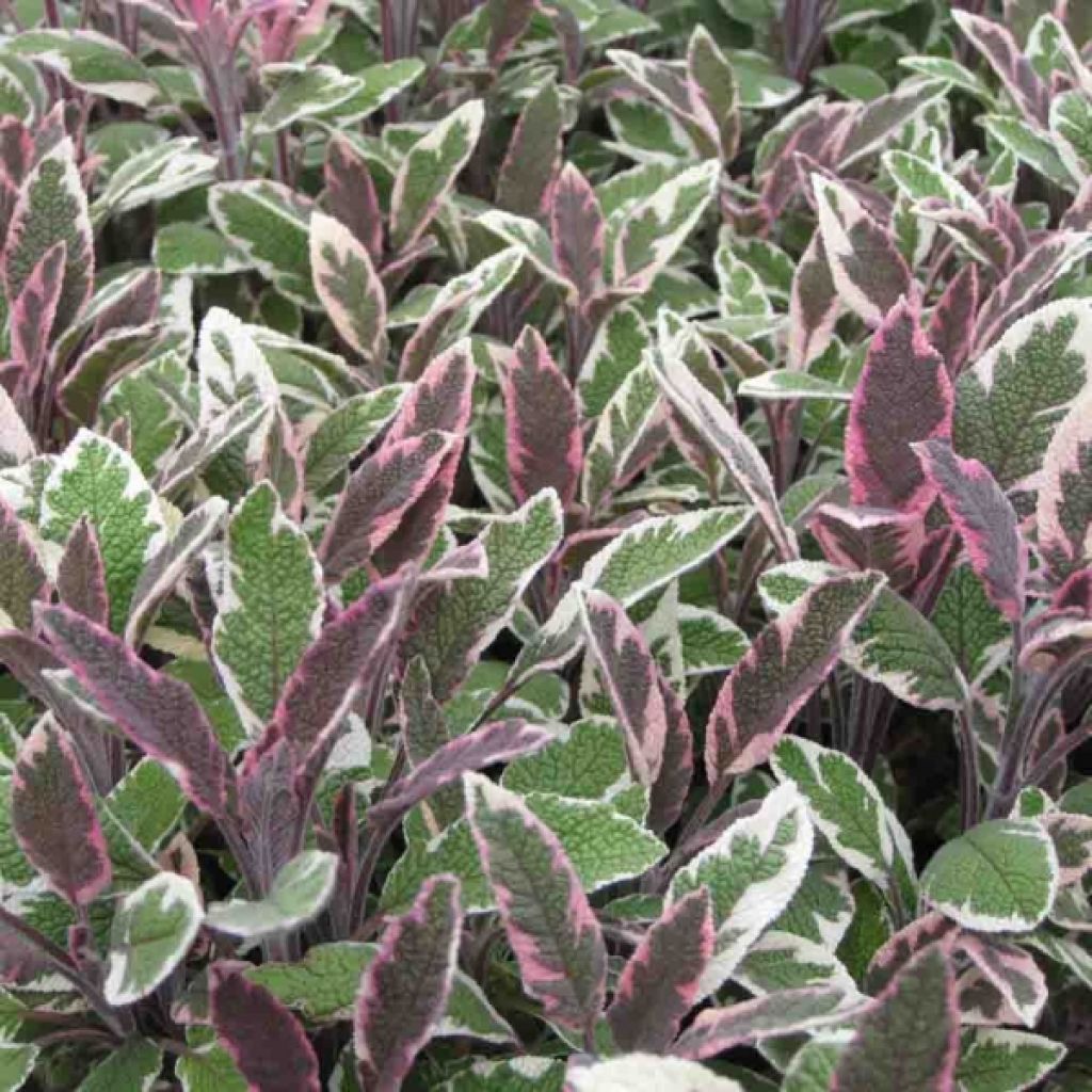 Sauge officinale - Salvia officinalis Tricolor