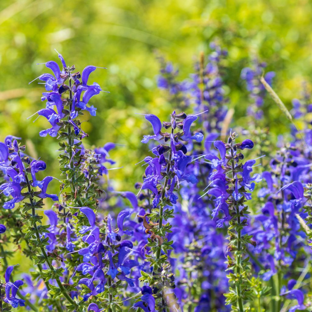 Salvia pratensis - Sauge des prés