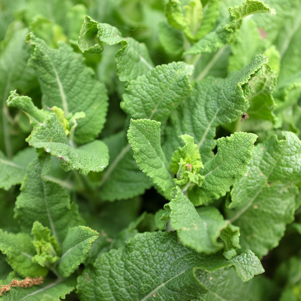 Salvia pratensis Sweet Esmeralda - Sauge des près