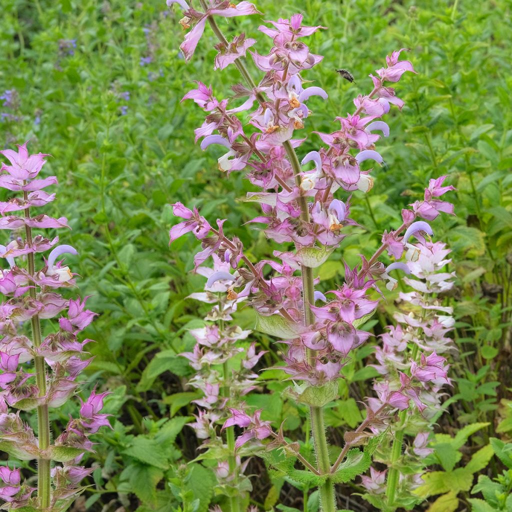 Graines de Salvia sclarea var. turkestanica - Sauge sclarée