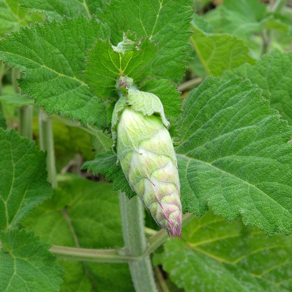 Graines de Salvia sclarea var. turkestanica - Sauge sclarée