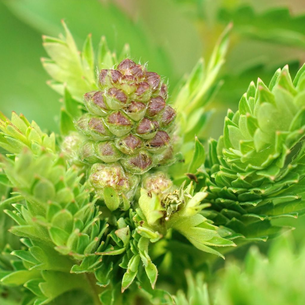 Sanguisorba minor - Petite Pimprenelle