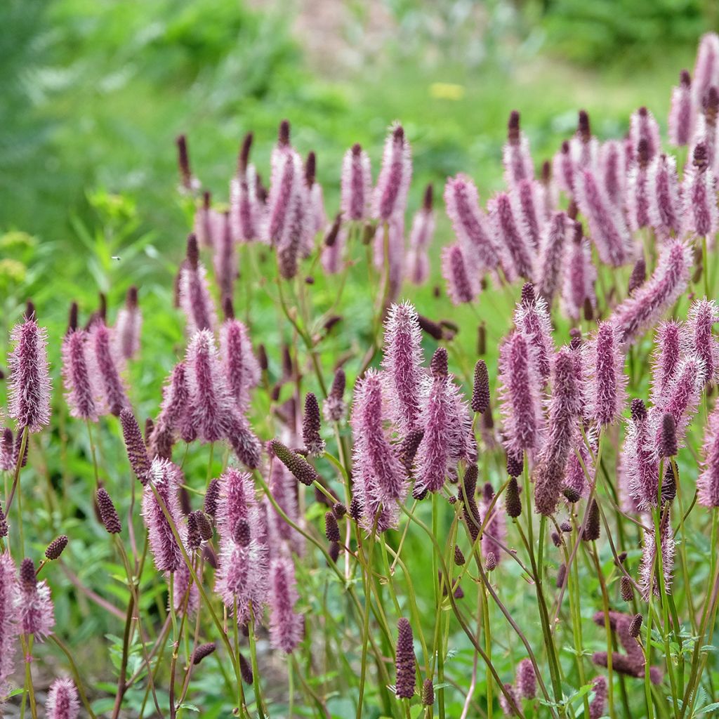 Sanguisorba Wake Up - Pimprenelle