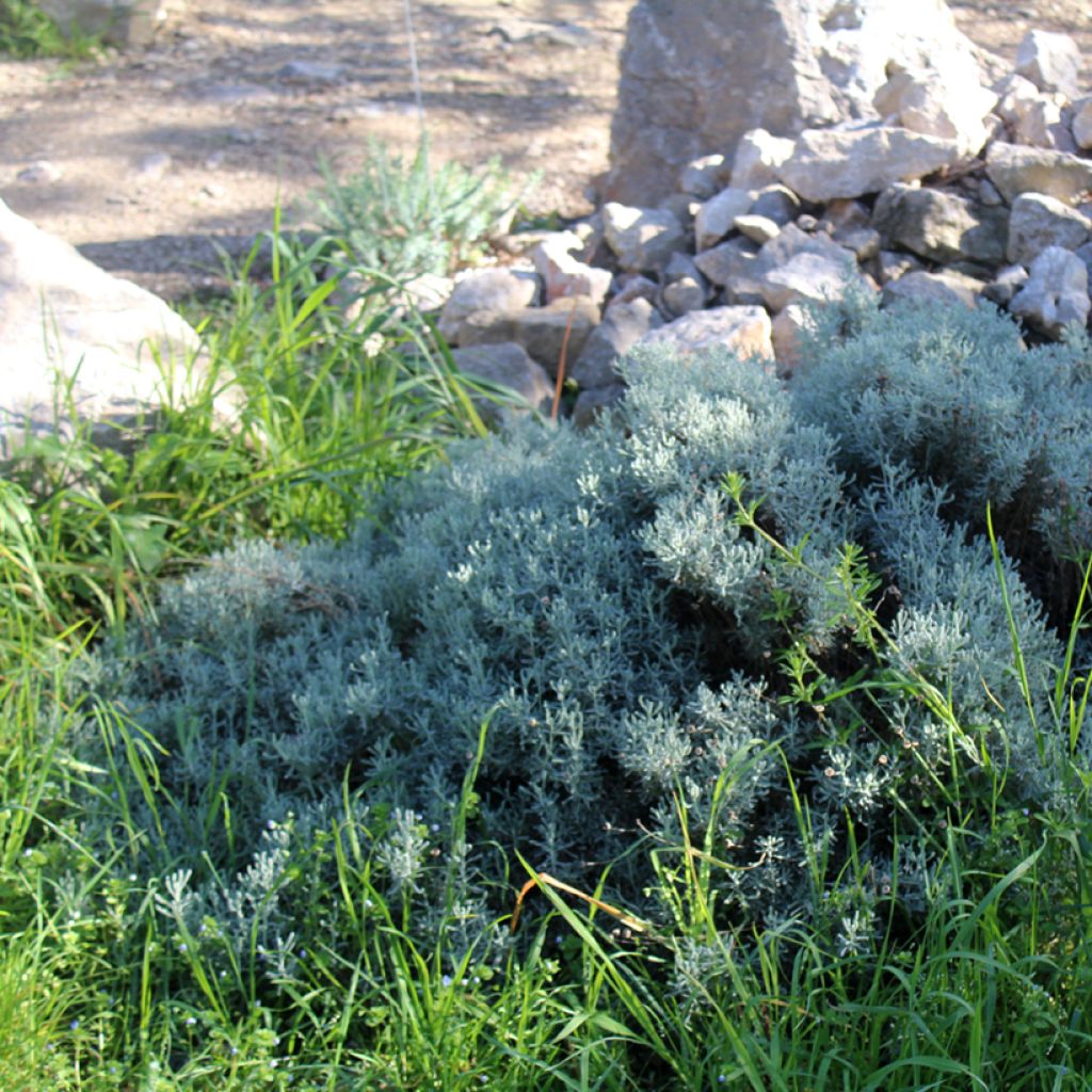 Santolina chamaecyparissus - Santoline argentée