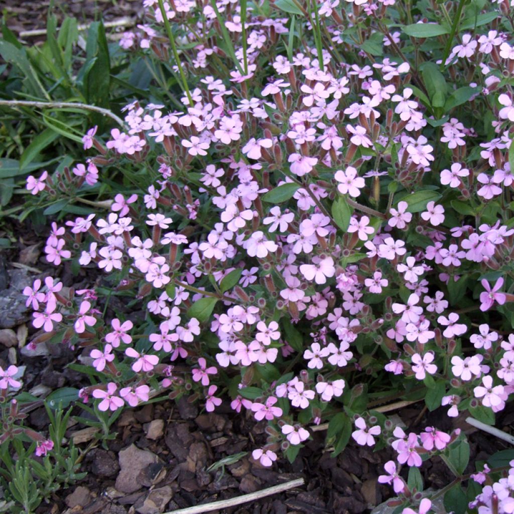 Saponaria ocymoides