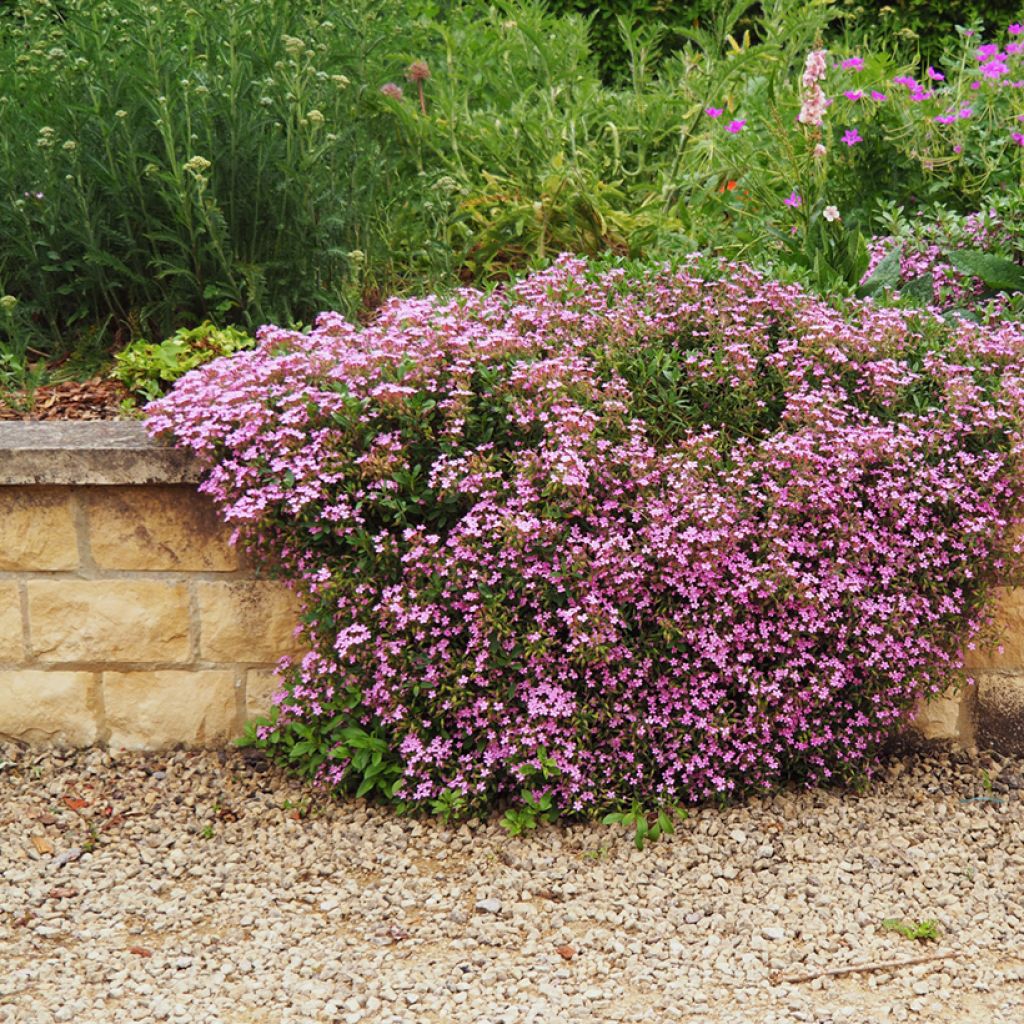 Saponaria ocymoides - Saponaire de Montpellier