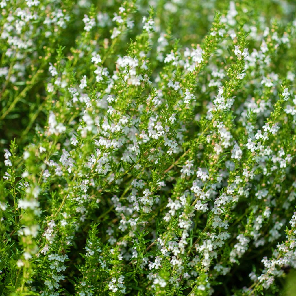 Sarriette annuelle - Satureja hortensis