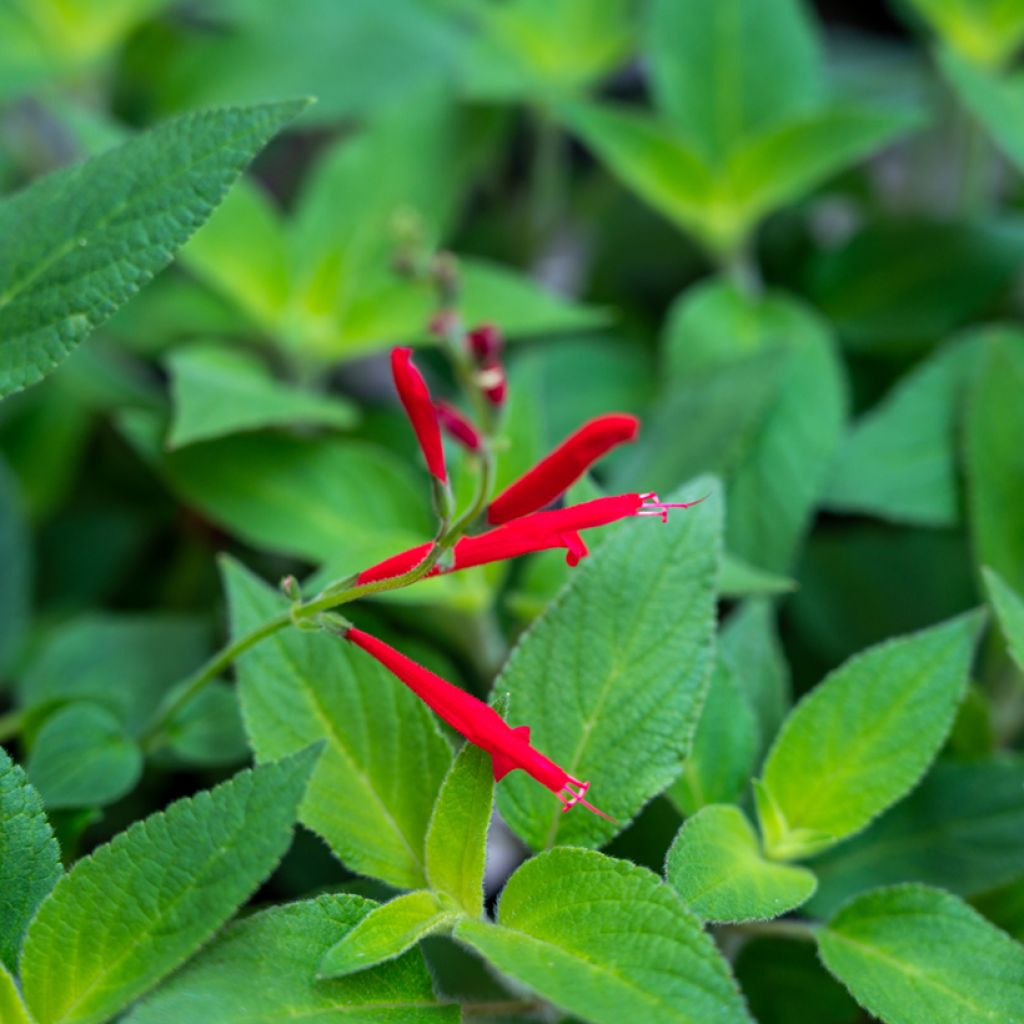 Sauge Ananas - Salvia elegans