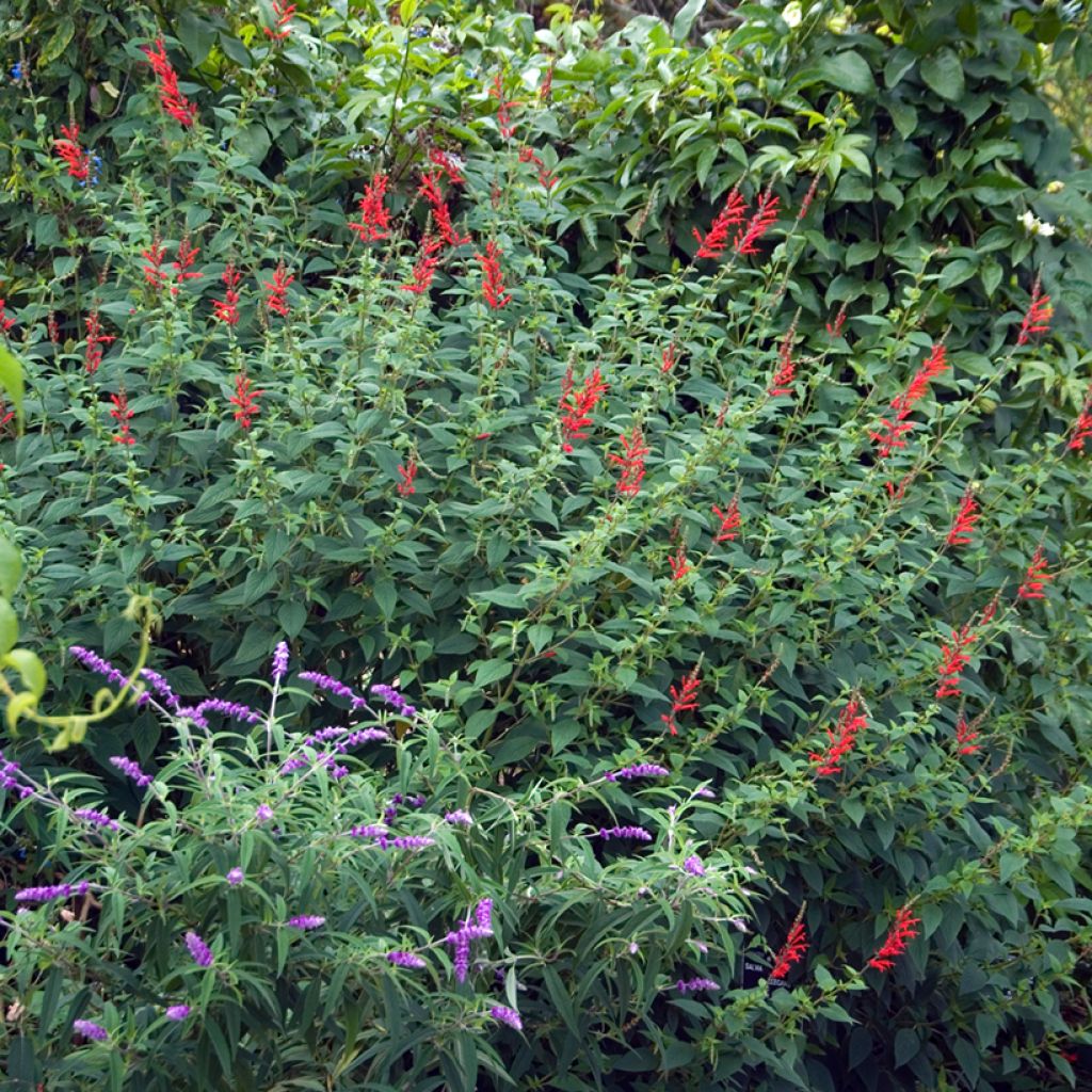 Sauge Ananas - Salvia elegans