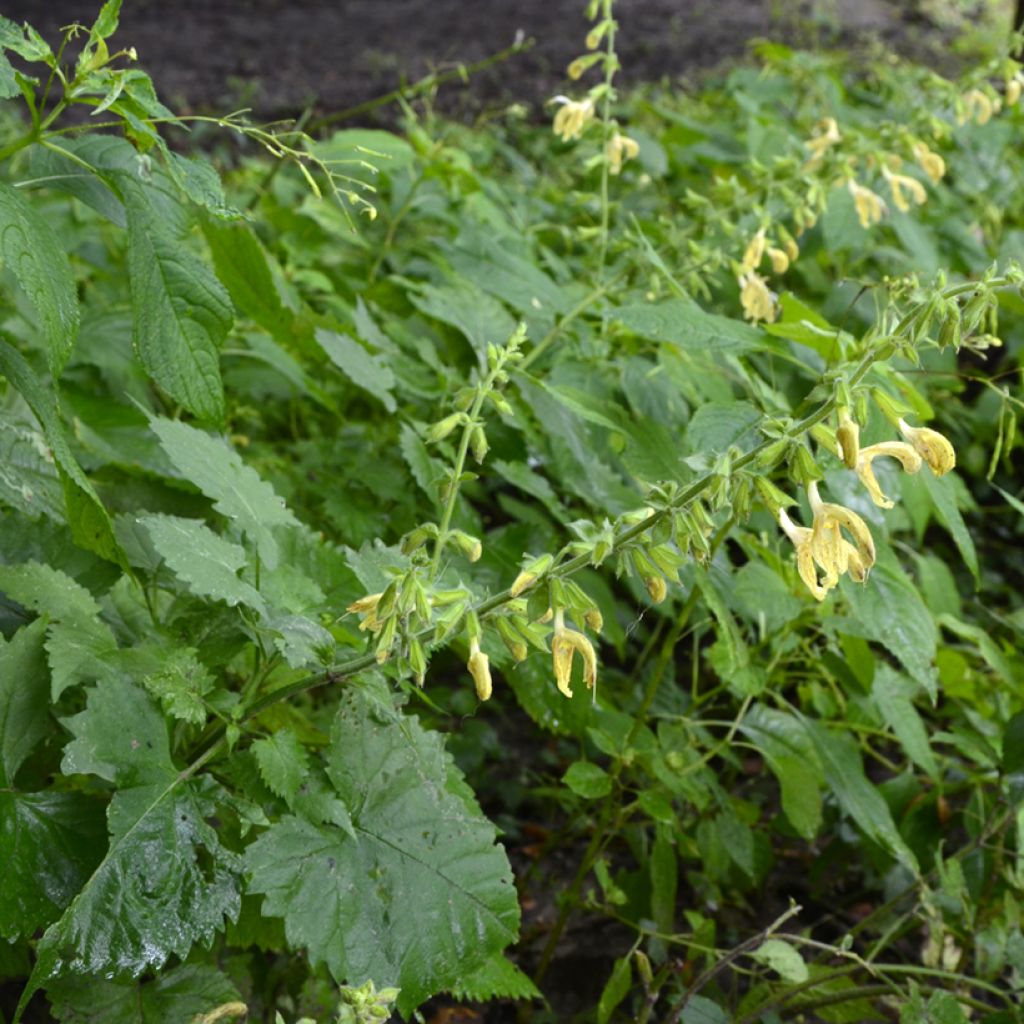 Sauge - Salvia glutinosa