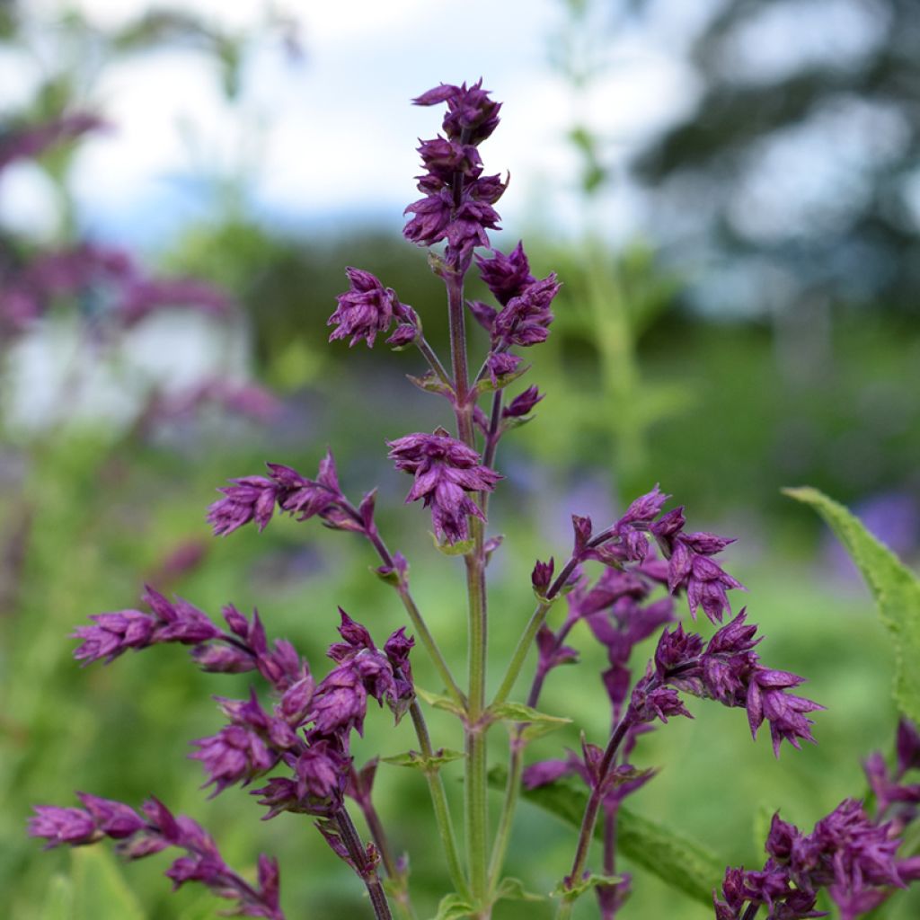 Sauge - Salvia nemorosa Schwellenburg