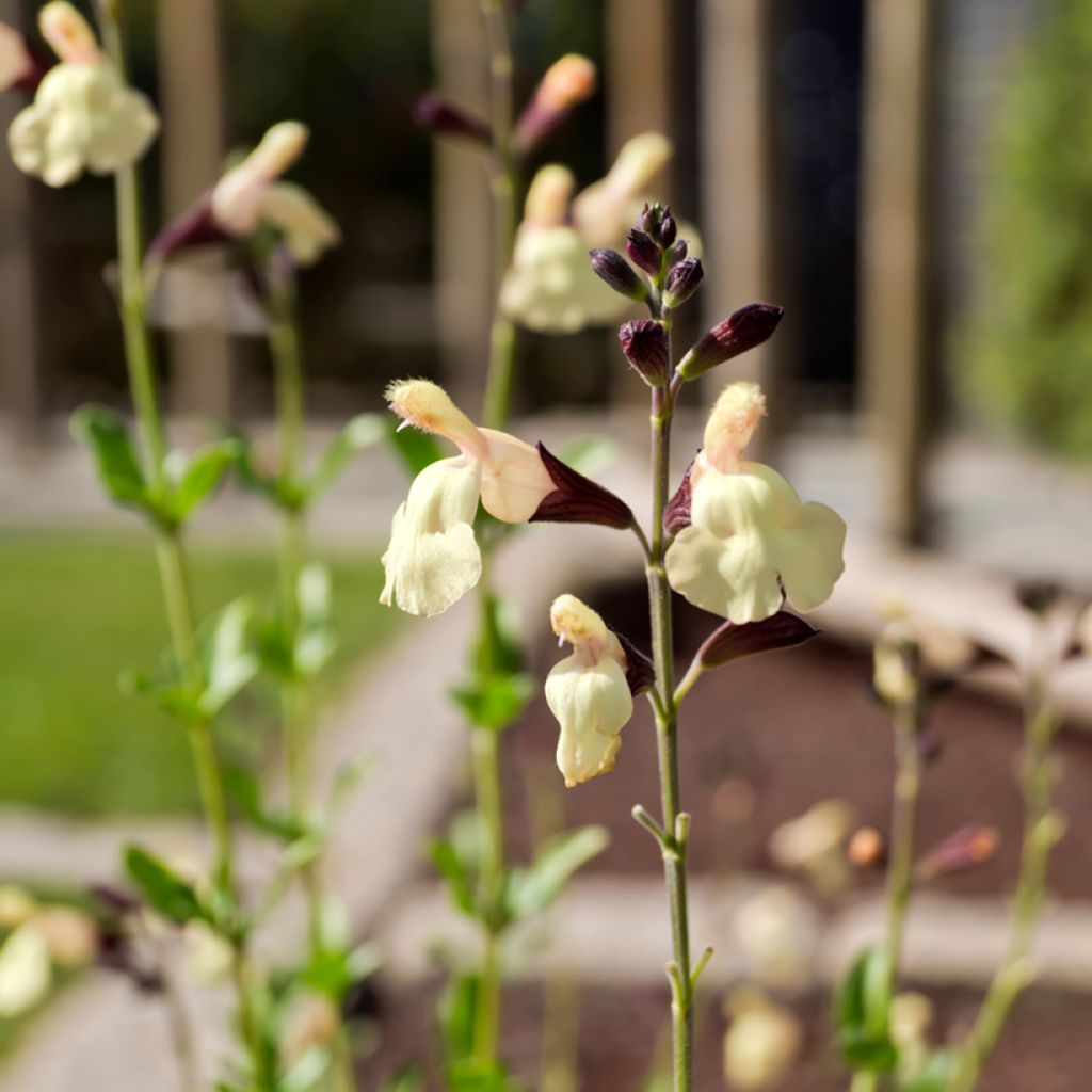 Sauge arbustive Melen - Salvia jamensis