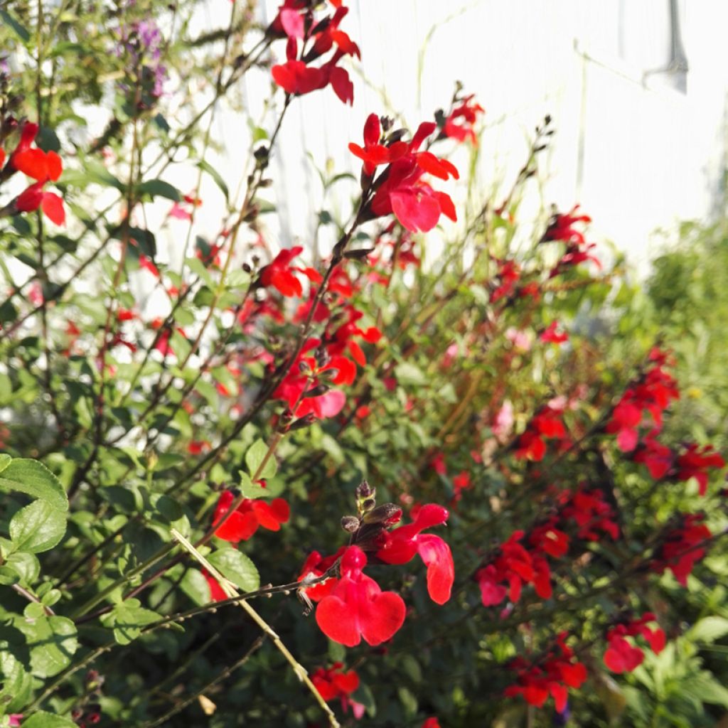 Sauge arbustive - Salvia microphylla Royal Bumble