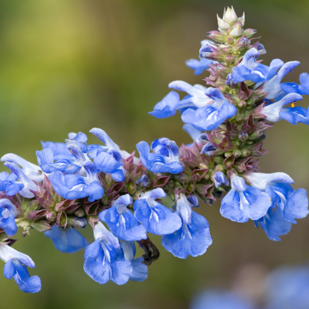 Sauge des marais - Salvia uliginosa