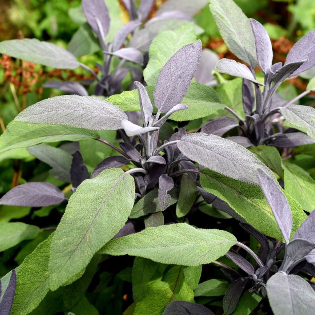 Sauge officinale Purpurascens - Sauge pourpre
