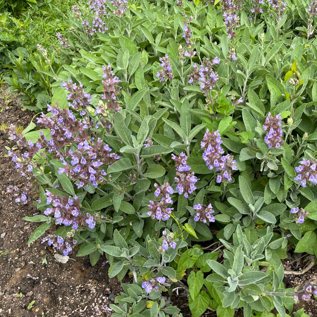 Sauge officinale - Salvia officinalis