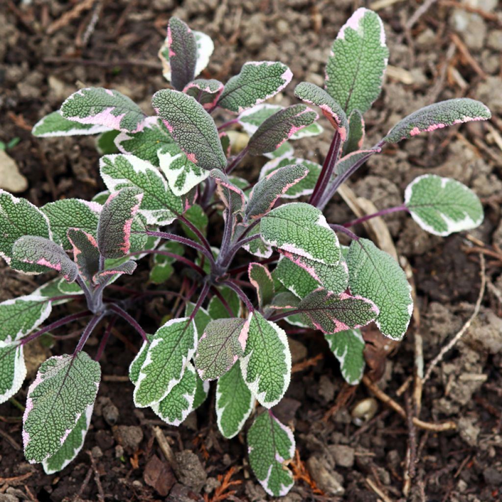 Sauge officinale Tricolor - Salvia officinalis