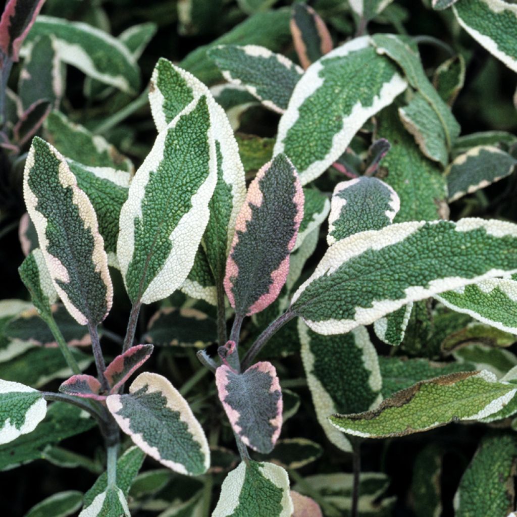 Sauge officinale Tricolor - Salvia officinalis