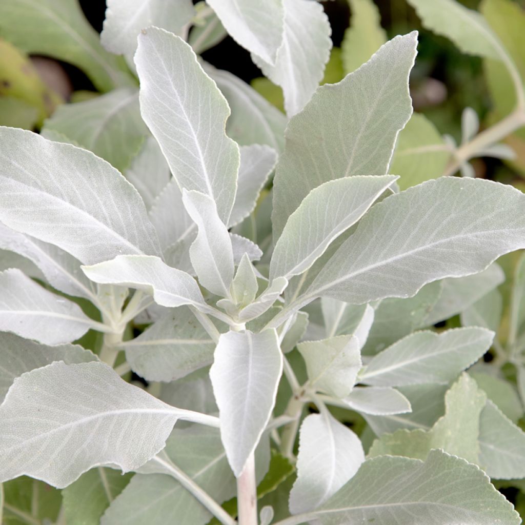 Sauge sacrée blanche - Salvia apiana