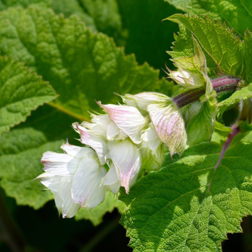 Sauge sclarée - Salvia sclarea Vatican White