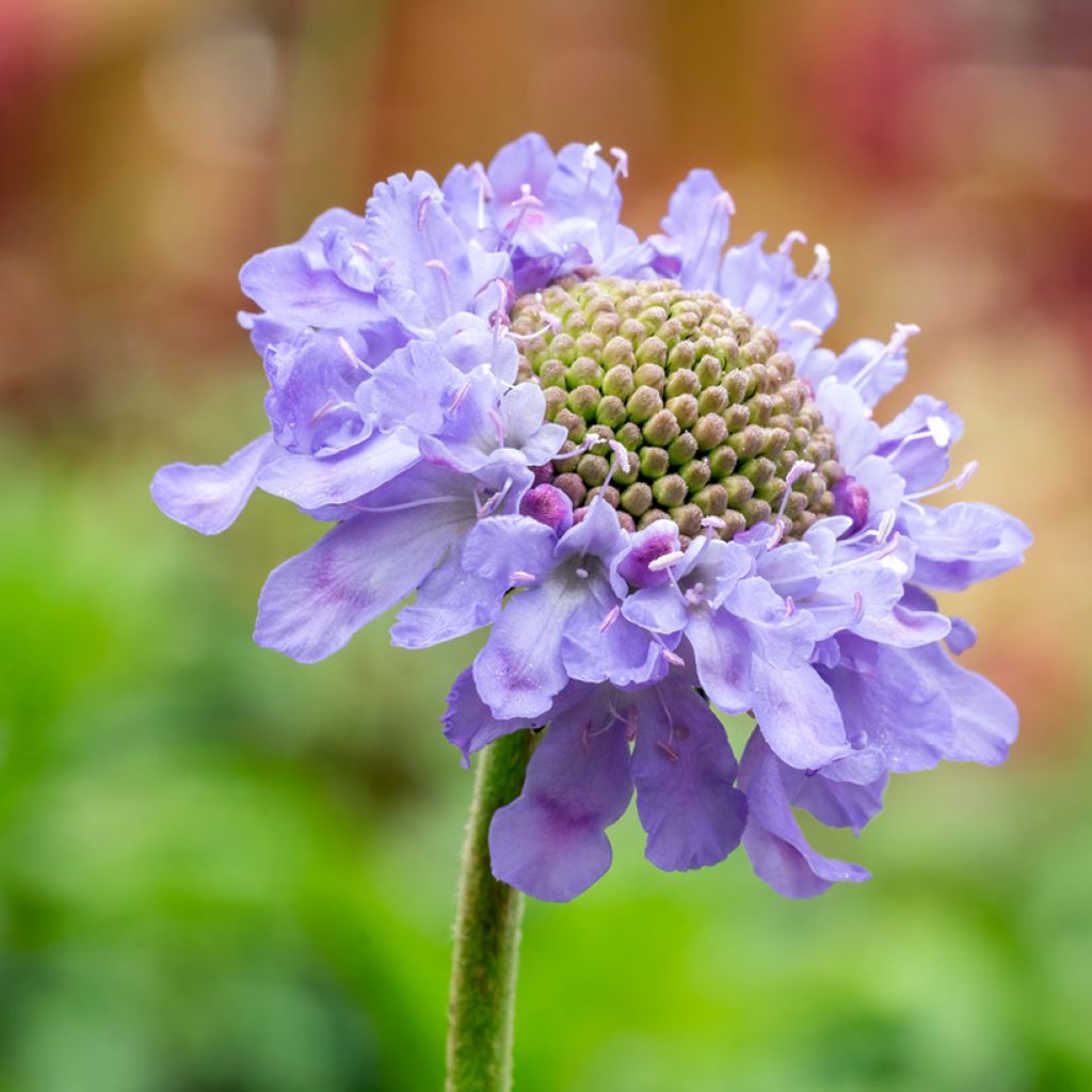 Scabieuse Butterfly Blue - Scabiosa