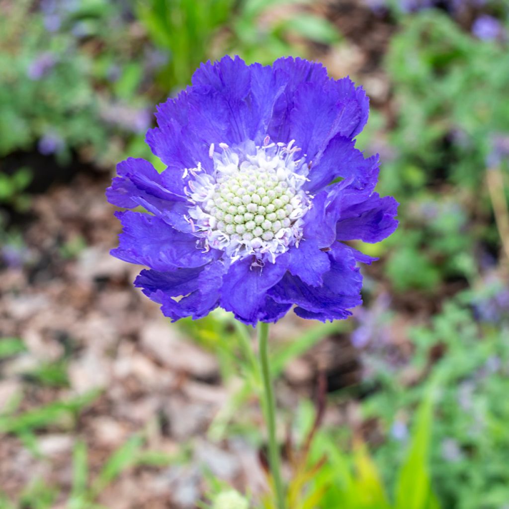 Scabieuse du Caucase - Scabiosa caucasica Fama