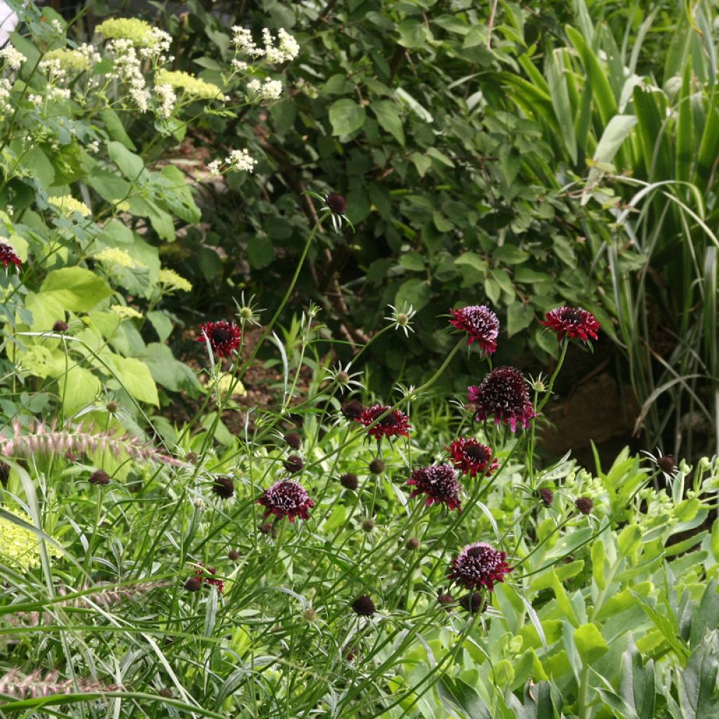 Scabieuse noire - Scabiosa Chile Black