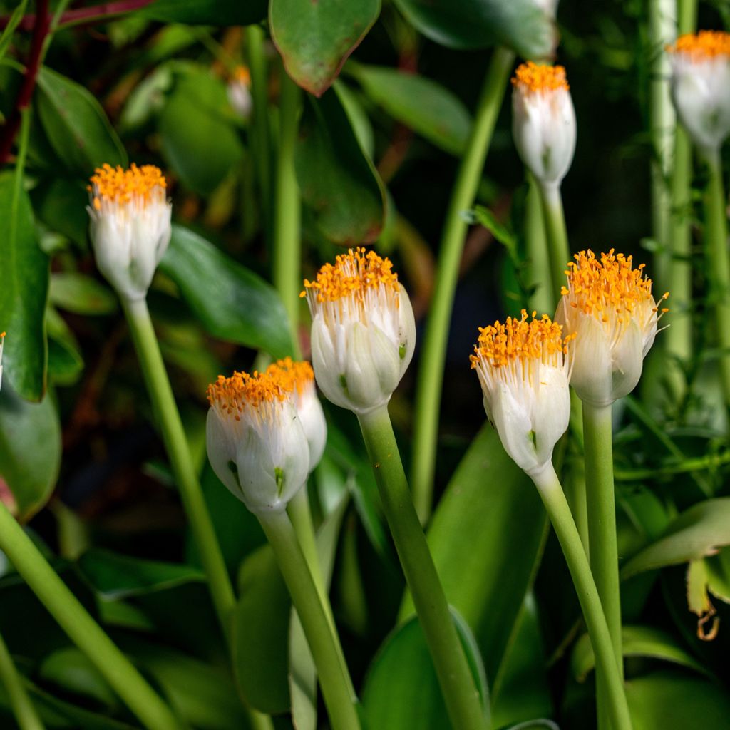 Scadoxus ou haemanthus albiflos