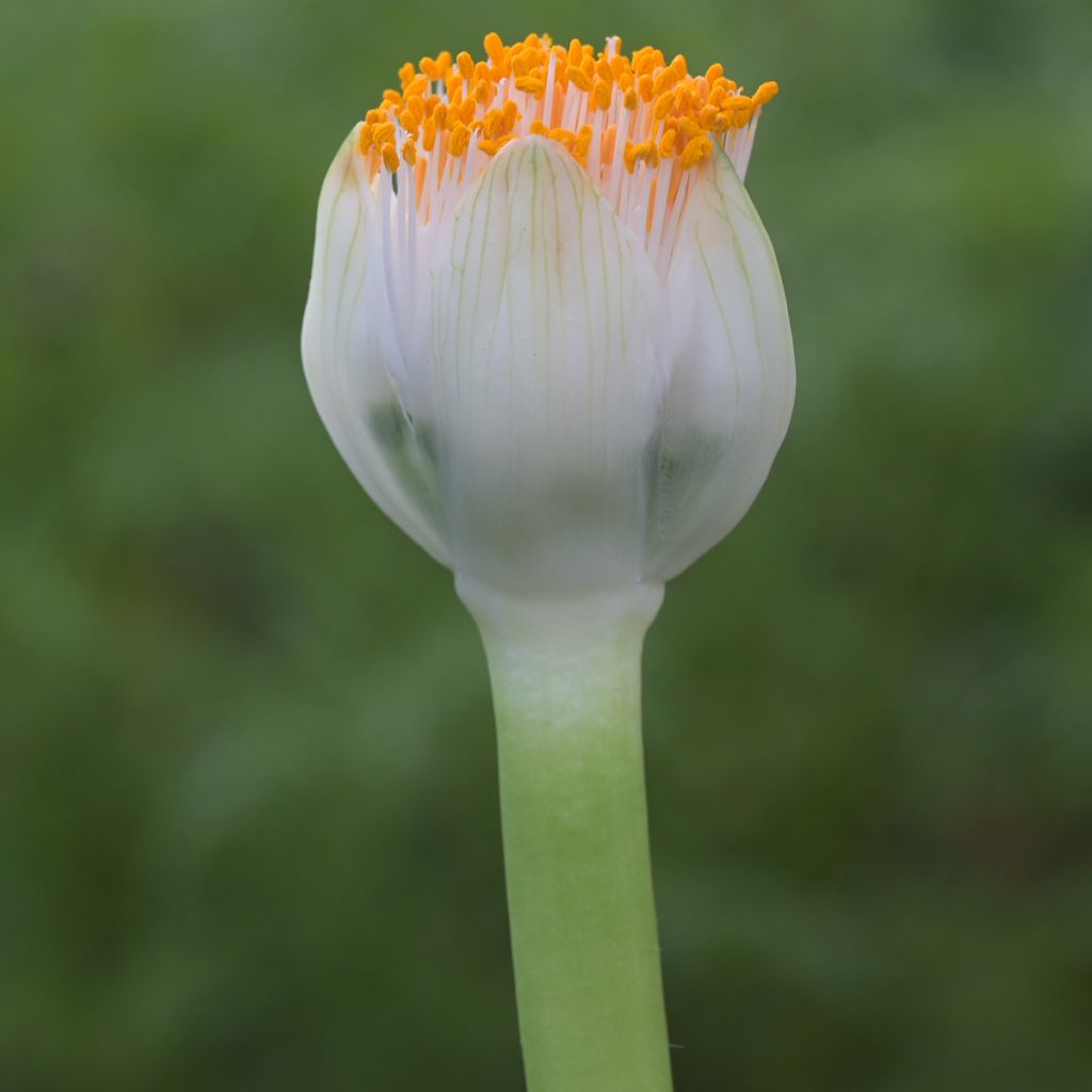 Scadoxus ou haemanthus albiflos