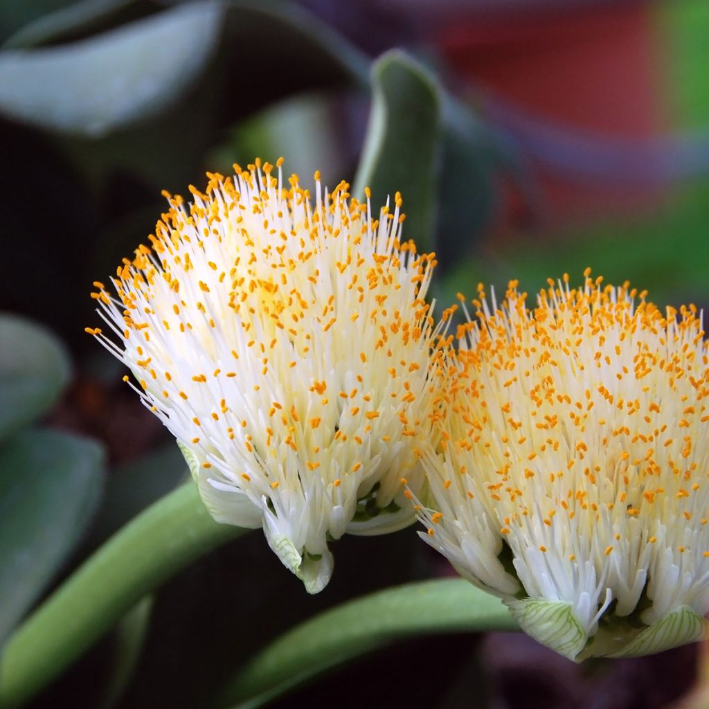 Scadoxus ou haemanthus albiflos